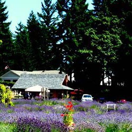 Cowichan Valley Lavender Labyrinth Farm Gate Shop - Duncan BC